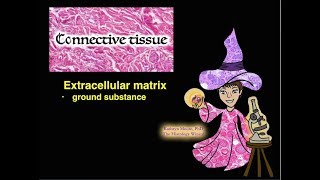 Connective Tissue Extracellular Matrix [upl. by Hujsak941]