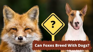 Can Foxes Breed With Dogs  The Complete Answer [upl. by Ellecram]