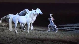 Liberty with 3 horses  Sylvia Zerbini  Night of the Horse 2016  Del Mar National Horse Show [upl. by Vidovik]