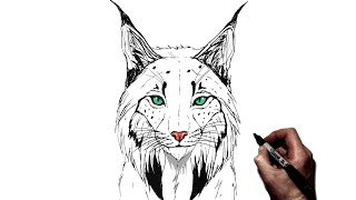 How To Draw A Lynx  Step By Step [upl. by Friedman786]