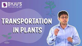 Transportation In Plants Absorption and Diffusion [upl. by Wsan]