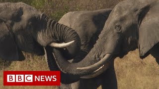 Botswana Trouble in the Elephant Sanctuary FULL Documentary  BBC News [upl. by Adihsaar]