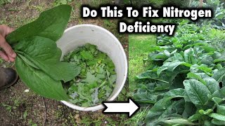 7 Ways To Fix Nitrogen Deficiency In Your Garden [upl. by Tiffanle303]