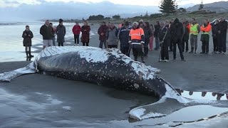 Amazing barnacles on Beached Whale [upl. by Miru]