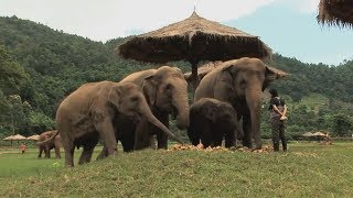 Assignment Asia Thailand’s elephant whisperer [upl. by Cosenza892]