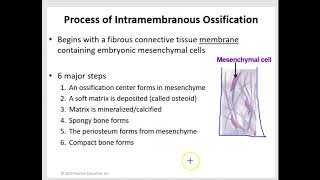 Intramembranous and Endochondral Ossification [upl. by Inalaeham]