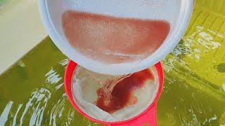 How to culture daphnia  Daphnia culture  How to grow daphnia outdoor [upl. by Zipnick]