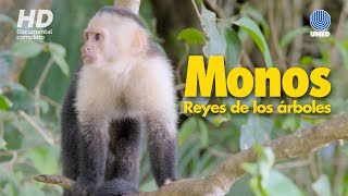 Monos de Costa Rica Reyes de los árboles [upl. by Eifos406]