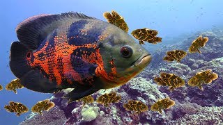 Oscar Fish Laying Eggs Process At Aquarium [upl. by Kahle398]