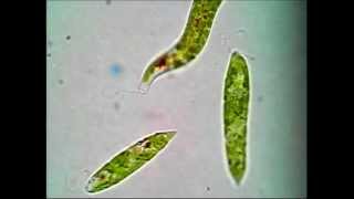 Euglena [upl. by Nallak18]