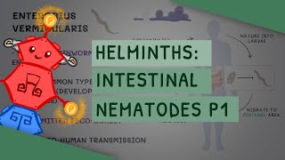 Helminths Intestinal Nematodes Part 1 features clinical importance diagnosis treatment [upl. by Ibby]