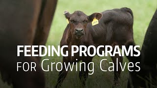 Feeding Programs for Growing Calves [upl. by Setiram]