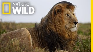 Lions 101  Nat Geo Wild [upl. by Seiber]