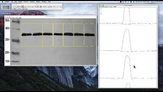 ImageJ tutorial Band Intensity [upl. by Yonit]