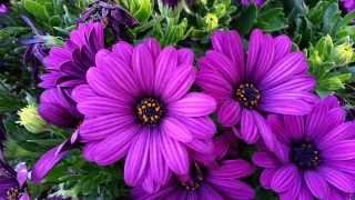 Osteospermum Deep Purple Dwarf  African Daisy HD 02 [upl. by Aicelf941]