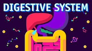 How our Digestive System Works [upl. by Enohpesrep]