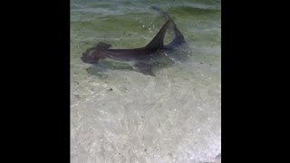 Navarre Beach Shark [upl. by Eenal]