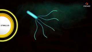 Flagellar Movement  Medical microbiology animations [upl. by Siegfried]