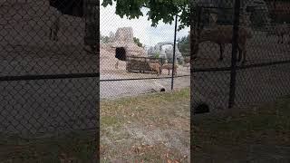 Hungry Mountain Goats 🐐  Toronto Zoo [upl. by Lelia301]