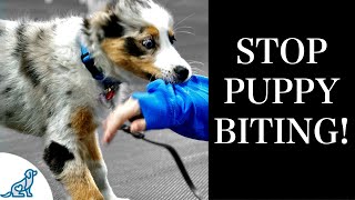 STOP Puppy Biting With These 7 Rules For Training [upl. by Angus]