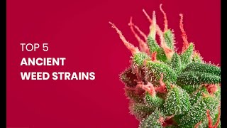 Top 5 Ancient Weed Strains [upl. by Ingaberg]