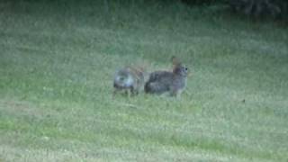 Wild rabbits fighting [upl. by Crean]