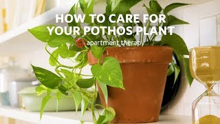 How To Care for Your Pothos  Apartment Therapy [upl. by Bierman]