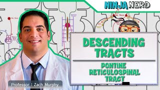 Neurology  Descending Tracts Pontine Reticulospinal Tract [upl. by Idolem]