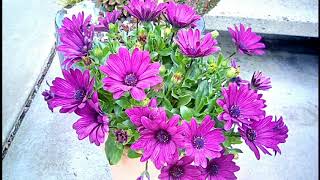 African Daisy Osteospermum ecklonis  Container Gardening [upl. by Sabanrab]