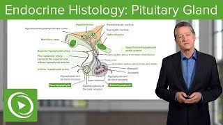 HPT Axis Feedback Loop  Hypothalamus Pituitary Thyroid [upl. by Felske605]