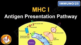 Antigen Processing and Presentation PART I MHC I Antigen Presentation pathway FLImmuno25 [upl. by Gabrila]