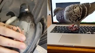 Adorable Pigeon Is Beloved Household Pet [upl. by Arielle]