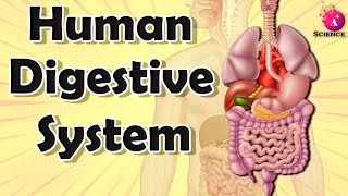 Human Digestive System for grade 7 [upl. by Josler]