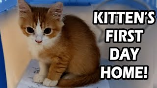 Adopting A Kitten  Cats First Days Home [upl. by Anuahsat]