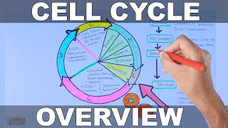 Cell Cycle  Overview [upl. by Annavoig]