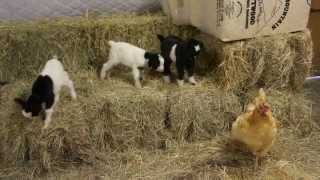 Baby Fainting Goats Meet Barn Chicken [upl. by Laemaj]