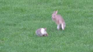 Jumping bunnies [upl. by Ange]