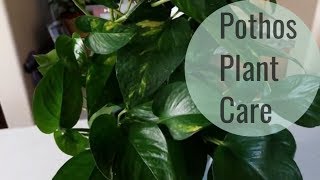 Pothos Plant care and How to Style [upl. by Grunenwald659]