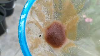 How to culture daphnia moina in a small container Part 1 English Subtitle [upl. by Eniawed557]