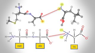 Peptide Bond Formation  Animation [upl. by Kcim]