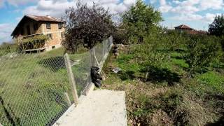 Ligustrum planting timelapse [upl. by Tennos]