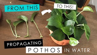 PROPAGATING A POTHOS IN WATER  detailed root growth amp progress [upl. by Enyamert]