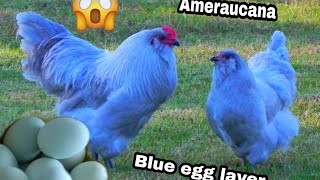 Ameraucana Chicken  Blue Egg Layer  My Homestead [upl. by Ynney703]