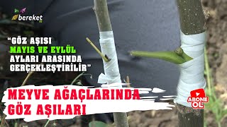 Mükemmel Aşı Nasıl Yapılır   En Sağlam Meyve Ağacı Aşılama Ne Zaman Yapılır [upl. by Eanrahc]