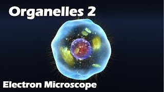 Organelles  Electron Microscope [upl. by Mensch330]