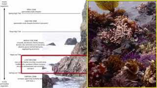 Benthos Intertidal Zone [upl. by Ikcin]