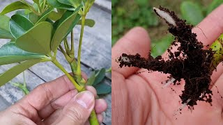 How to grow Schefflera plant from cuttings  Propagate the Schefflera plants  Umbrella Tree [upl. by Llib761]