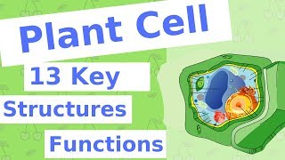 The Plant Cell  13 Key Structures [upl. by Enidan]