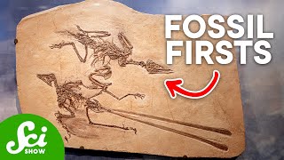 The 10 Oldest Fossils Ever Discovered [upl. by Oswell778]