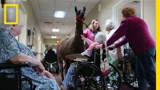 Llamas Bring Happiness to Nursing Home  National Geographic [upl. by Sauer]